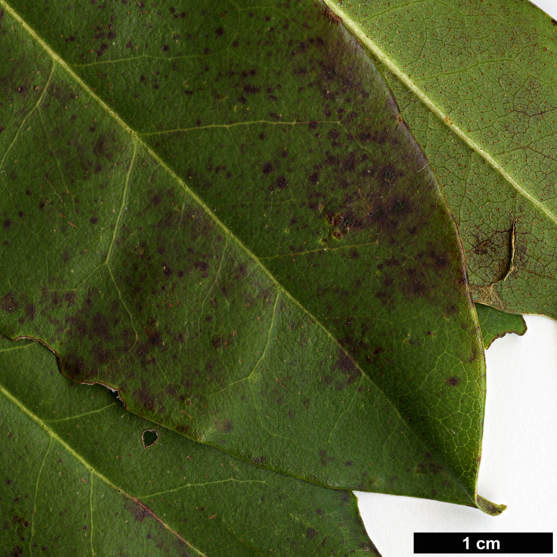 High resolution image: Family: Ericaceae - Genus: Rhododendron - Taxon: augustinii - SpeciesSub: subsp. chasmanthum